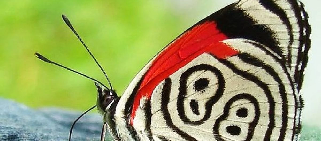 Εντυπωσιακή: Η «τυχερή» πεταλούδα με το Νο 88 στα φτερά της (φωτο)